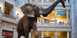 Elephant in the Smithsonian 